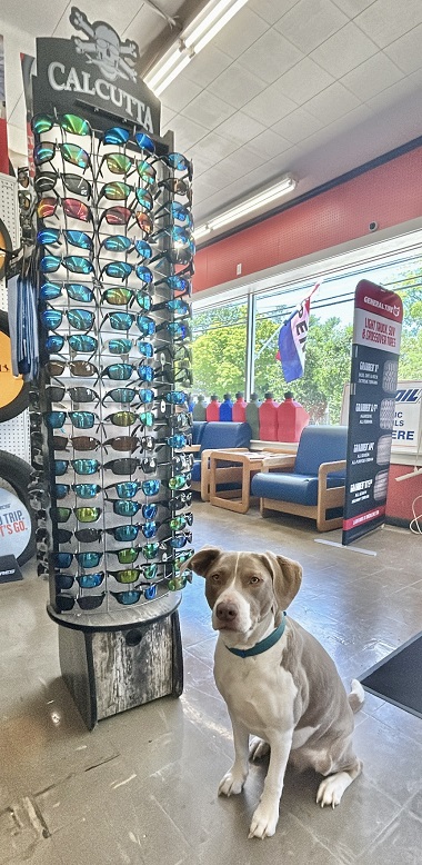 Shop dog Baileigh sitting next to a stand of Calcutta sunglasses inside Western Tire & Auto-Centreville. There are tires on display in the background